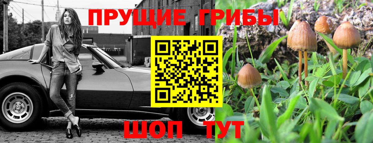 Галлюциногенные грибы GOLDEN TEACHER  Галлюциногенные грибы GOLDEN TEACHER  Черняховск  Вход с VPN 